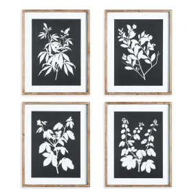 MONOCHROME BOTANICAL PRINTS, SET OF 4 BY NAPA HOME & GARDEN