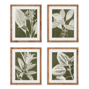 TRANSLUCENT STEM PRINTS, SET OF 4 BY NAPA HOME & GARDEN